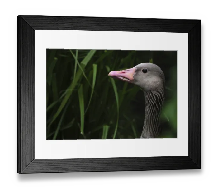 Framed Print : Greylag goose (Anser anser), Schwalm-Nette nature reserve Framed Print : Greylag goose (Anser anser), Schwalm-Nette nature reserve