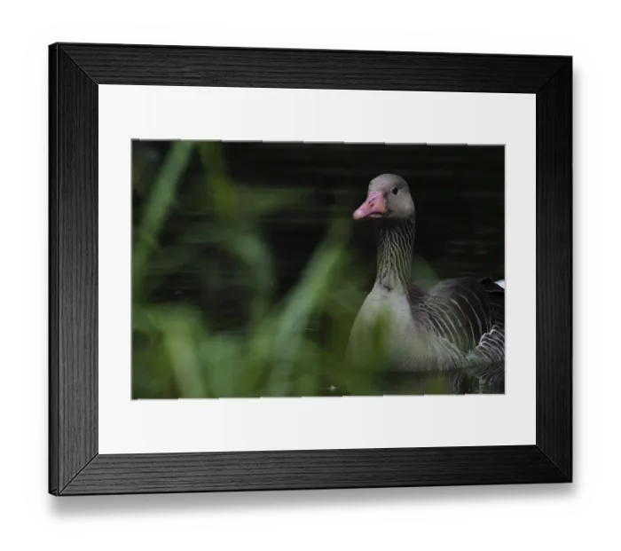 Framed Print : Greylag goose (Anser anser), Schwalm-Nette nature reserve
