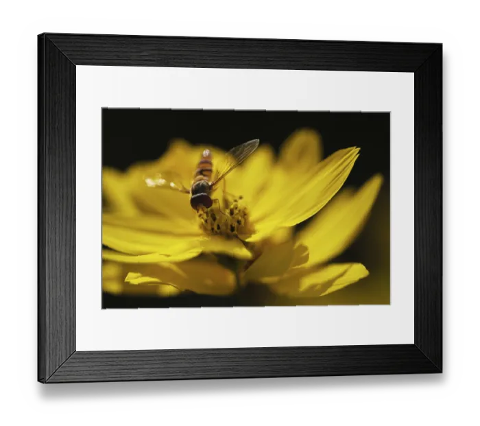 Framed Print : Common winter hoverfly (Episyrphus balteatus) Framed Print : Common winter hoverfly (Episyrphus balteatus)