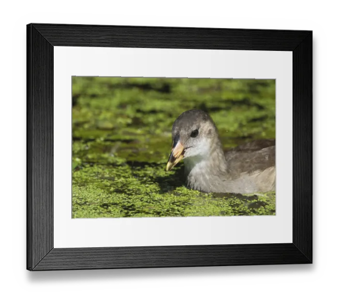 Framed Print : Young moorhen (Gallinula chloropus)