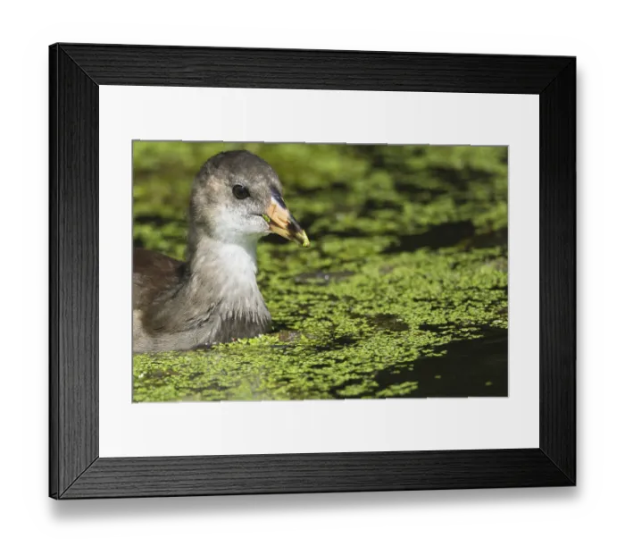 Framed Print : Young moorhen (Gallinula chloropus) Framed Print : Young moorhen (Gallinula chloropus)