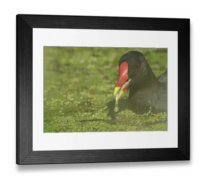Framed Print : Moorhen (Gallinula chloropus), Schwalm-Nette nature reserve