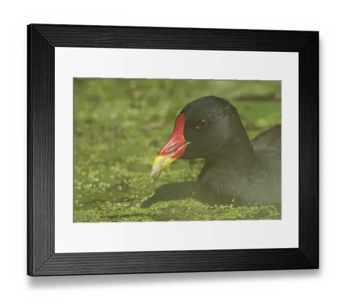 Framed Print : Moorhen (Gallinula chloropus), Schwalm-Nette nature reserve Framed Print : Moorhen (Gallinula chloropus), Schwalm-Nette nature reserve