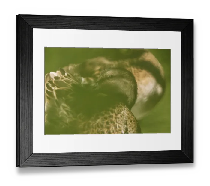 Framed Print : Female mallard (Anas platyrhynchos) preening herself Framed Print : Female mallard (Anas platyrhynchos) preening herself