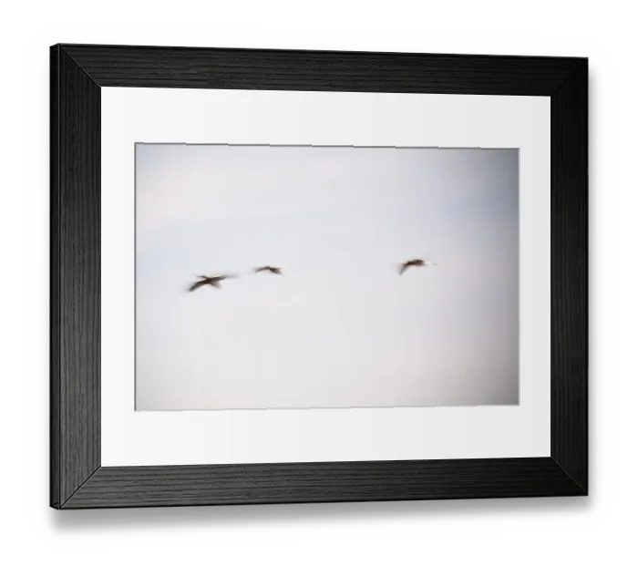 Framed Print : Flying grey geese (Anser anser)