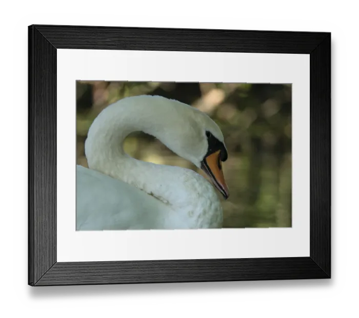Framed Print : Mute swan (Cygnus olor), Schwalm-Nette nature reserve