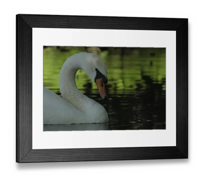 Framed Print : Mute swan (Cygnus olor), Schwalm-Nette nature reserve
