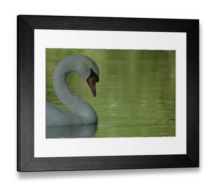 Framed Print : Mute swan (Cygnus olor), Schwalm-Nette nature reserve Framed Print : Mute swan (Cygnus olor), Schwalm-Nette nature reserve