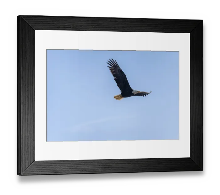 Framed Print : Bald eagle (Haliaeetus leucocephalus) in flight