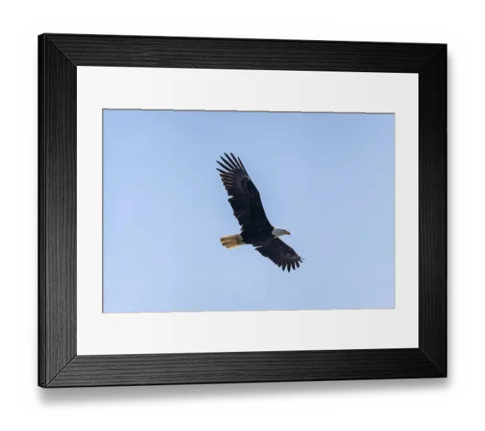 Framed Print : Bald eagle (Haliaeetus leucocephalus) in flight