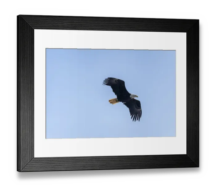 Framed Print : Bald eagle (Haliaeetus leucocephalus) in flight Framed Print : Bald eagle (Haliaeetus leucocephalus) in flight