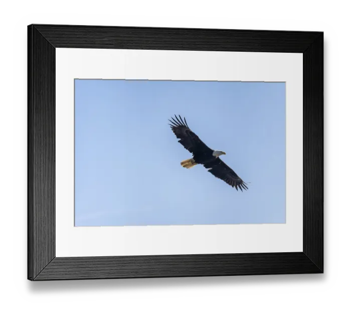 Framed Print : Bald eagle (Haliaeetus leucocephalus) in flight Framed Print : Bald eagle (Haliaeetus leucocephalus) in flight