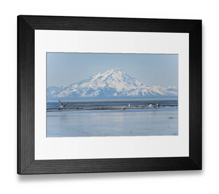 Framed Print : Bald eagle (Haliaeetus leucocephalus) sitting on the beach Framed Print : Bald eagle (Haliaeetus leucocephalus) sitting on the beach