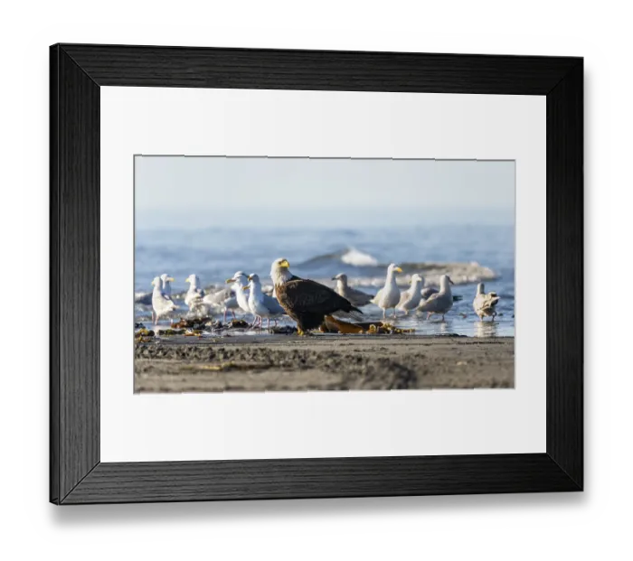Framed Print : Bald eagle (Haliaeetus leucocephalus) sitting on the beach among gulls