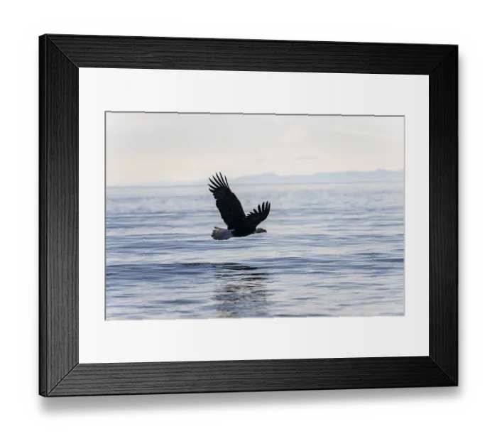 Framed Print : Bald eagle (Haliaeetus leucocephalus) in flight over the sea
