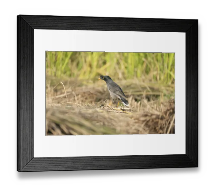 Framed Print : Jungle myna (Acridotheres fuscus) in a rice field Framed Print : Jungle myna (Acridotheres fuscus) in a rice field