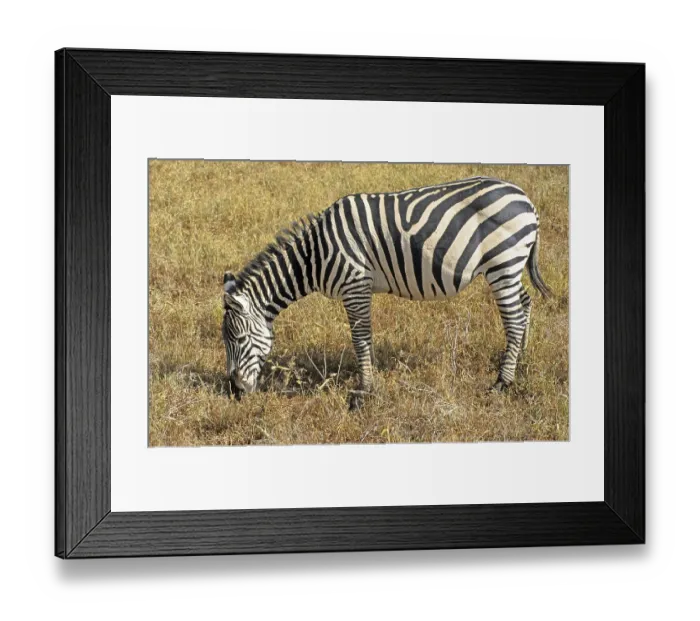 Framed Print : Steppe zebra (Equus quagga), Ngorongoro Crater