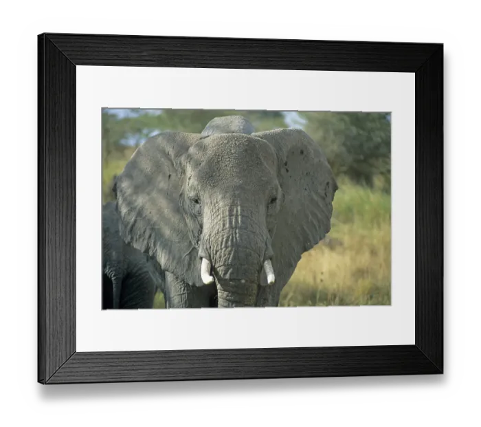 Framed Print : Elephant (Loxodonta africana), Serengeti