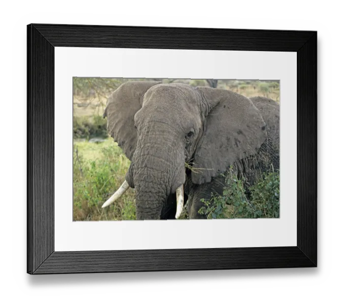 Framed Print : Elephant (Loxodonta africana), Serengeti