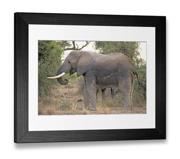 Framed Print : Elephant (Loxodonta africana), Amboseli National Park