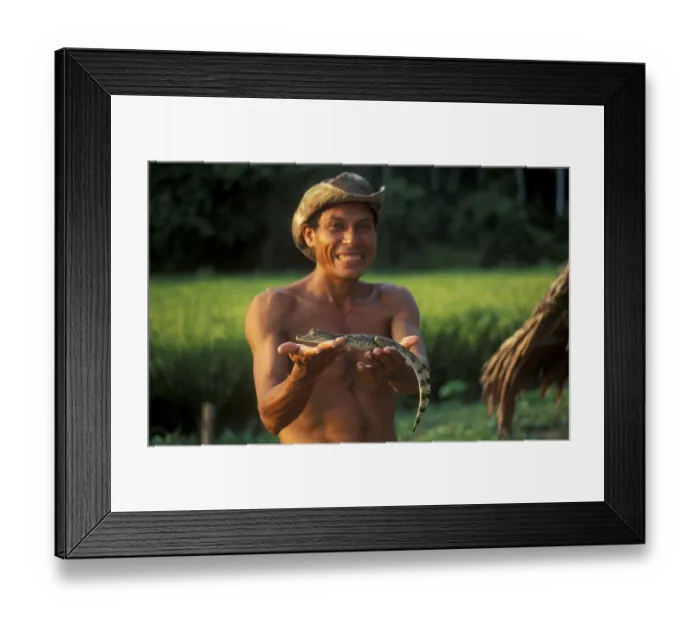 Framed Print : A man who runs a small private zoo near Iquitos on the Amazon shows a young caiman Framed Print : A man who runs a small private zoo near Iquitos on the Amazon shows a young caiman