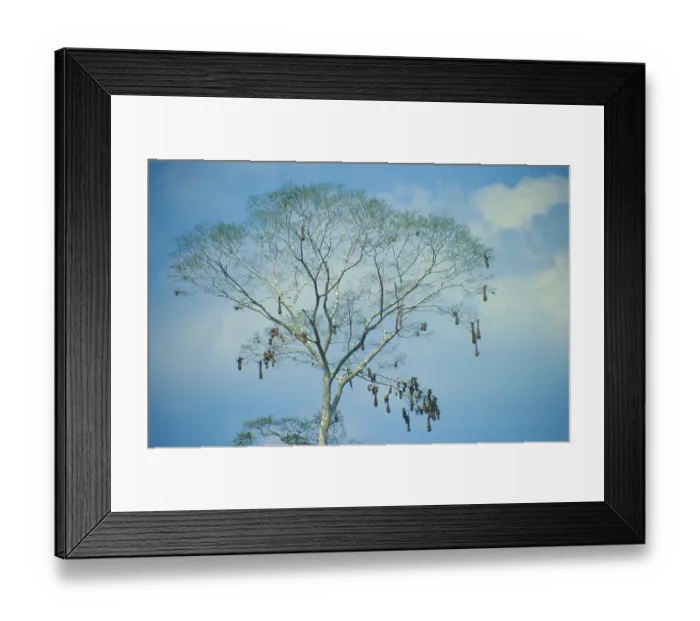 Framed Print : Tree with bird nests on Rio Tambopata