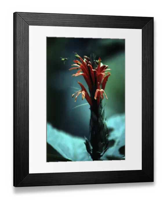 Framed Print : Exotic flower, bee in the Amazon basin
