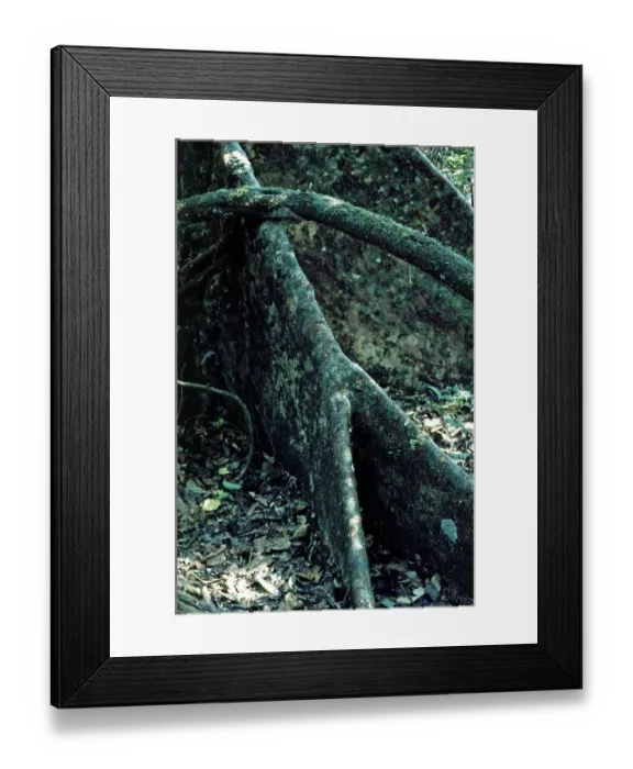 Framed Print : Board roots in Tambopata National Park in the Amazon Basin