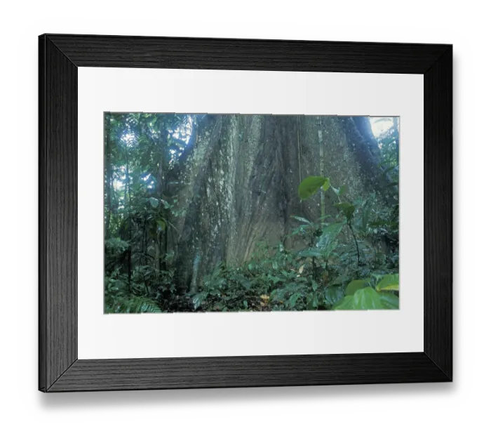 Framed Print : Giant tree in Tambopata National Park in the Amazon basin Framed Print : Giant tree in Tambopata National Park in the Amazon basin