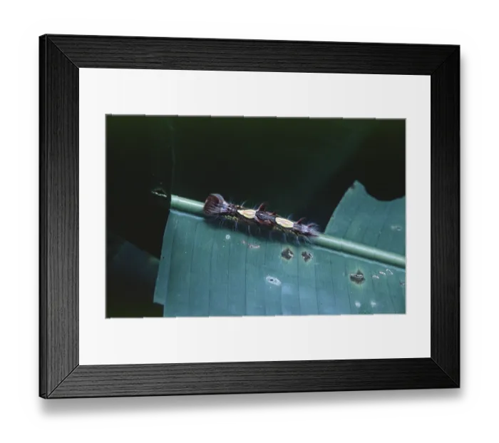 Framed Print : Caterpillar in Tambopata National Park in the Amazon Basin Framed Print : Caterpillar in Tambopata National Park in the Amazon Basin