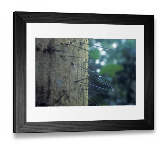 Framed Print : Spiny tree trunk, Tambopata National Park