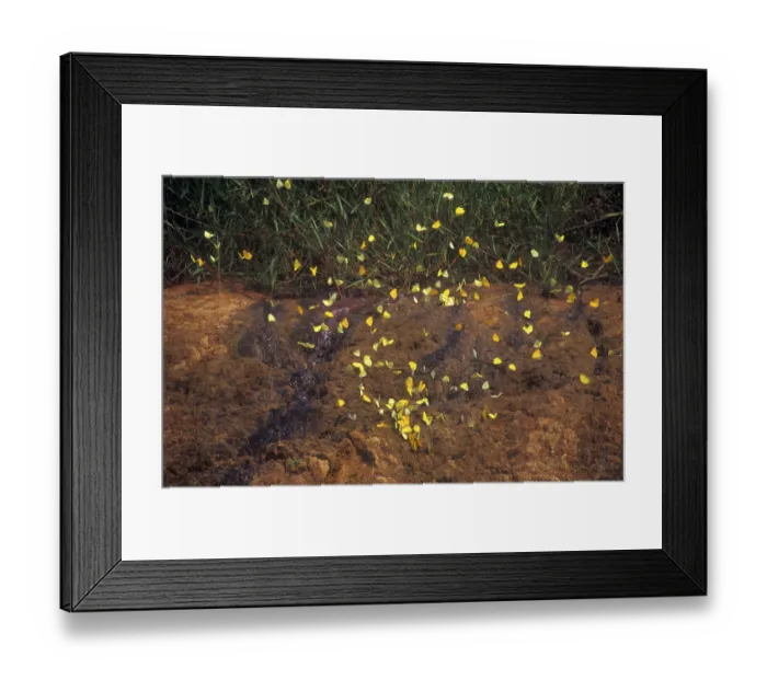 Framed Print : Butterflies on a salt leak, Tambopata National Park in the Amazon Basin