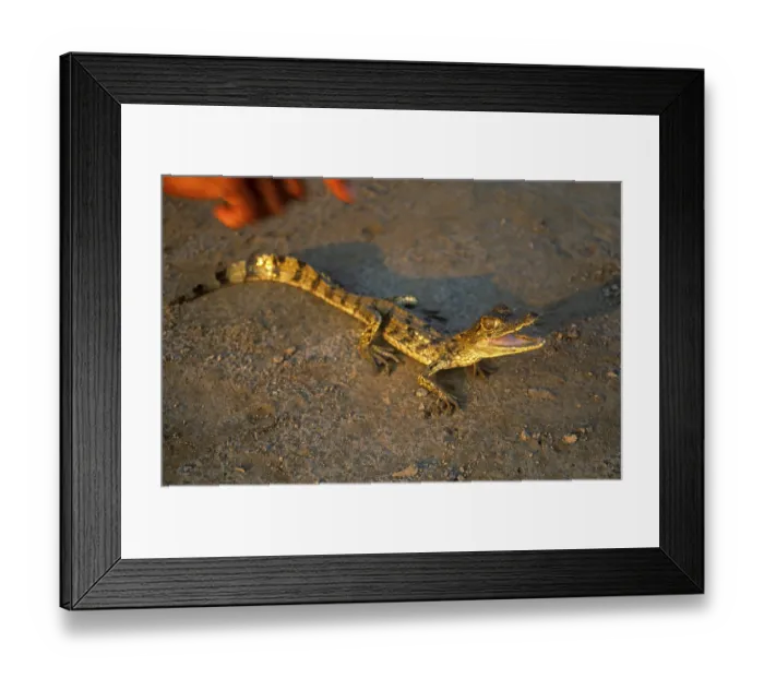 Framed Print : Young caiman in a private zoo near Iquitos