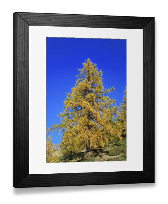 Framed Print : Large, solitary tree with golden autumn leaves