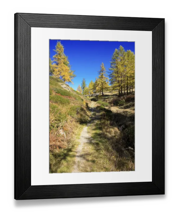 Framed Print : Trail leads through autumnal forest with yellow conifers under bright blue sky Framed Print : Trail leads through autumnal forest with yellow conifers under bright blue sky
