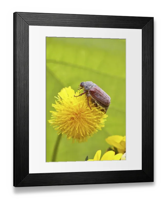 Framed Print : Cockchafer, field cockchafer (Melolontha melolontha)