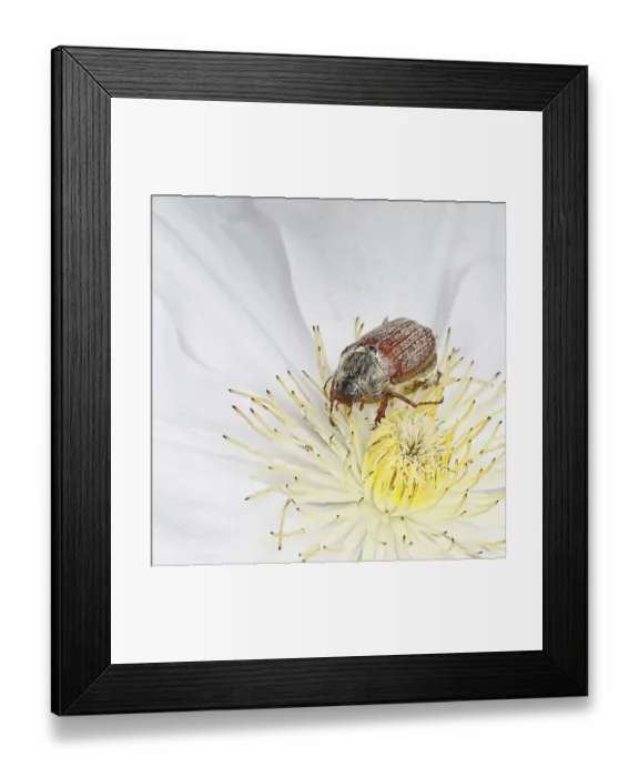 Framed Print : Cockchafer, field cockchafer (Melolontha melolontha) Framed Print : Cockchafer, field cockchafer (Melolontha melolontha)
