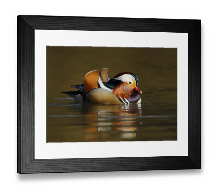 Framed Print : Mandarin duck, Aix galericulata
