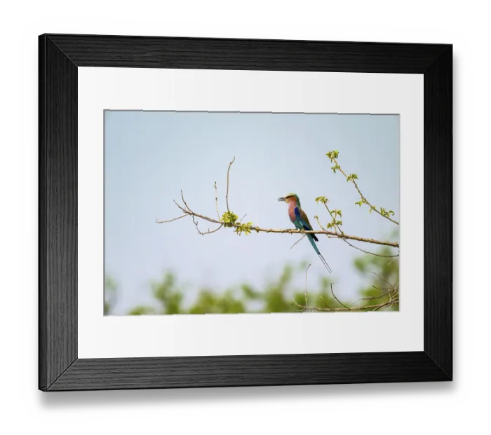 Framed Print : Forked Roller (Coracias caudatus) Framed Print : Forked Roller (Coracias caudatus)
