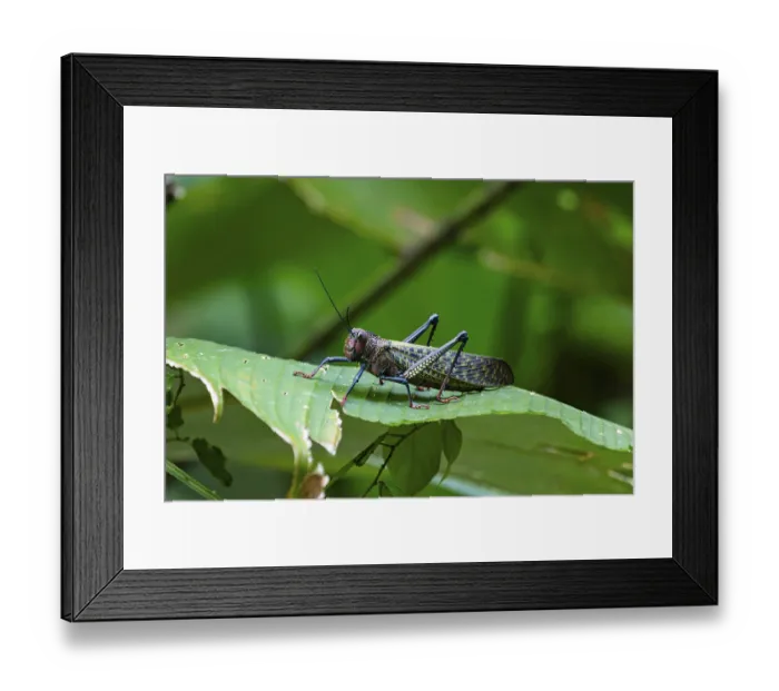Framed Print : Lubber Grasshopper (Taeniopoda Maxima) Framed Print : Lubber Grasshopper (Taeniopoda Maxima)