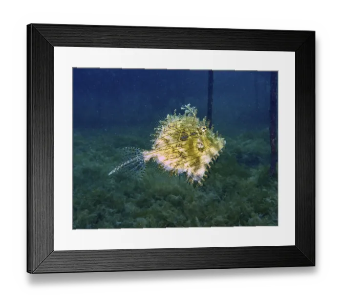 Framed Print : A single filefish, jewellery filefish (Chaetodermis penicilligerus)