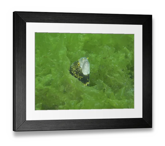 Framed Print : A curious moray eel, star-spotted moray (Echidna nebulosa)