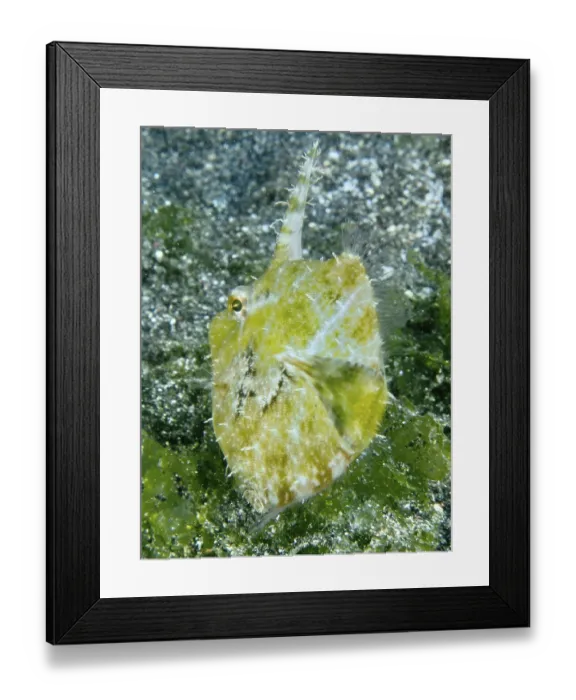 Framed Print : A fish with a spiny fin, seagrass filefish (Acreichthys tomentosus) Framed Print : A fish with a spiny fin, seagrass filefish (Acreichthys tomentosus)