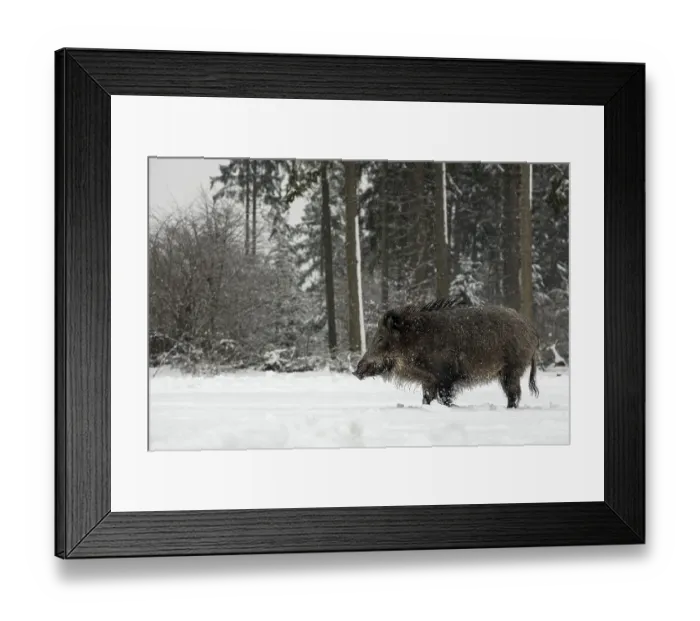 Framed Print : Wild boar (Sus scrofa) in the snowfall on a snow-covered forest meadow