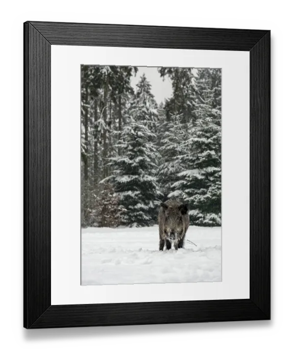 Framed Print : While it is snowing, a wild boar (Sus scrofa) searches for food in a snow-covered forest meadow Framed Print : While it is snowing, a wild boar (Sus scrofa) searches for food in a snow-covered forest meadow