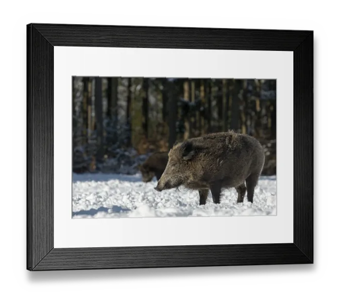 Framed Print : Wild boar (Sus scrofa) enjoying the warming winter sun with closed eyes