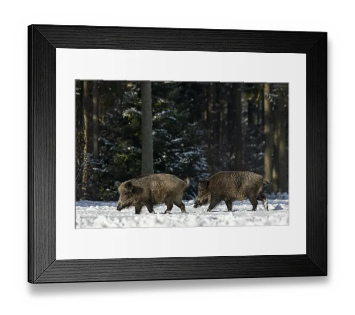 Framed Print : Wild boar boar (Sus scrofa) following a brook in winter Framed Print : Wild boar boar (Sus scrofa) following a brook in winter