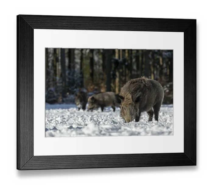Framed Print : The warming winter sun attracts some wild boars (Sus scrofa) to a snow-covered forest meadow