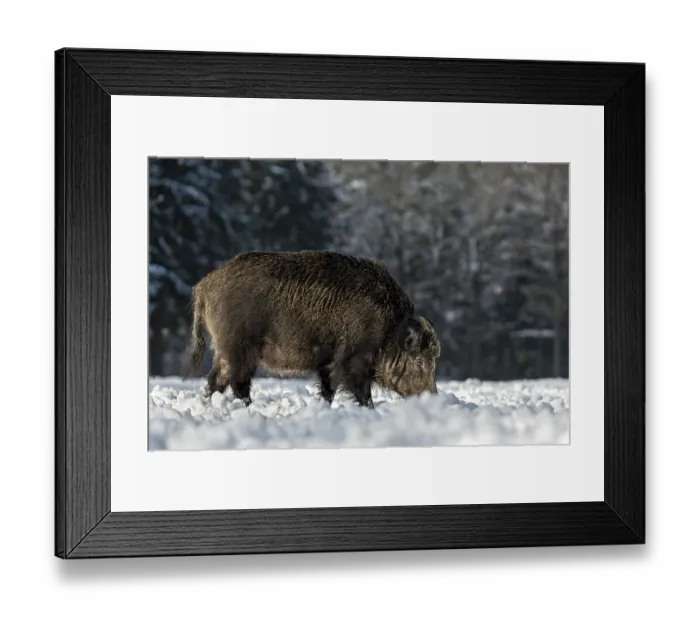 Framed Print : Wild boar (Sus scrofa) with conspicuous loss of fur on the head Framed Print : Wild boar (Sus scrofa) with conspicuous loss of fur on the head