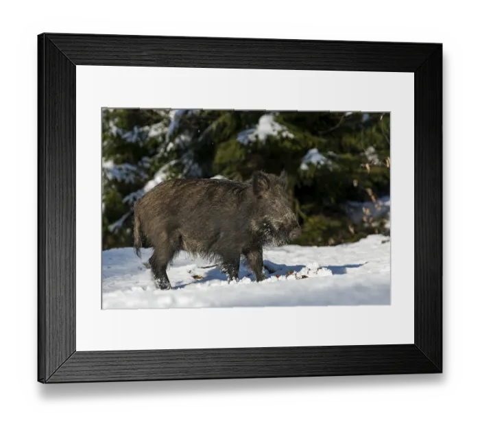 Framed Print : Wild boar (Sus scrofa) looking for food in the snow Framed Print : Wild boar (Sus scrofa) looking for food in the snow